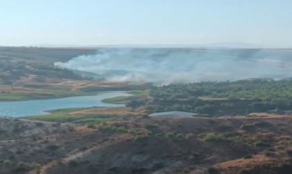 Anız yangını ağaçlık alana sıçradı