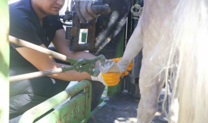 Antalya Doğal Yaşam Parkında hayvanlar için tırnak bakımı