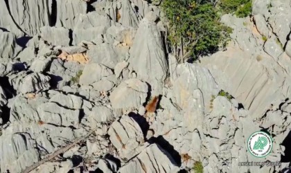 Antalyada anne ayı ve ikizleri dron ile görüntülendi