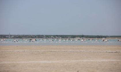 Arin Gölünün renkli misafirleri çevredeki vatandaşların ilgi odağı oldu