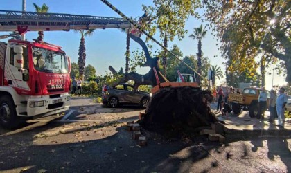 Asırlık çınar ağacı aracın üzerine devrildi
