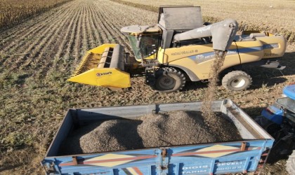 Ayçiçeği Hasadı Tomarzalı Üreticilerin Yüzünü Güldürdü