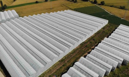 Balıkesir muzu jeotermal serada yetişiyor