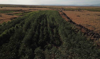 Bamya tarlasında 352 kök kenevir ele geçirildi