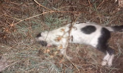 Bigada kedi ve köpeklerin zehirlendiği iddiası