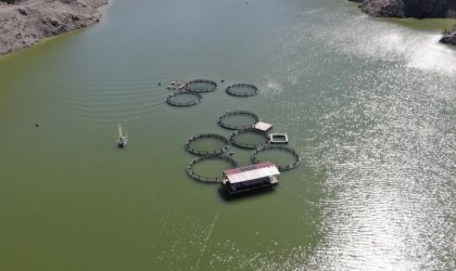 Binlerce balık yayılmıştı: O barajda balık tutmak yasaklandı