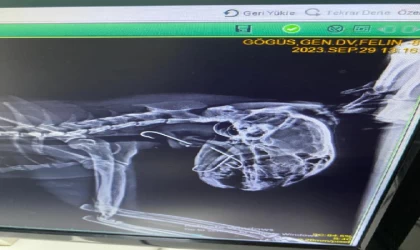 Boğazına 3 olta kancası takılan kedi, tedavi edildi