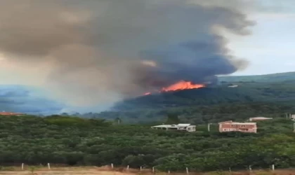 Bursa’da orman yangını