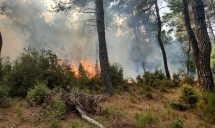 Çanakkale’de orman yangını