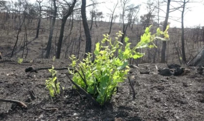 Çanakkale’de yangından 1 ay sonra bitki örtüsü yeniden yeşermeye başladı