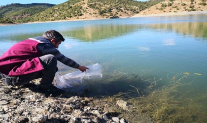 Çankırıdaki 26 gölete 562 bin yavru sazan balığı bırakıldı