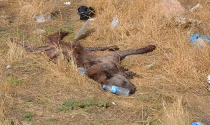 Çizgili sırtlana çarpan sürücü bulunursa 70 bin lira ceza kesilecek