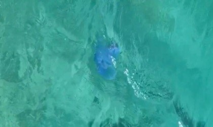 Denizanaları Foçadan sora Çeşme kıyılarında da panik oluşturdu