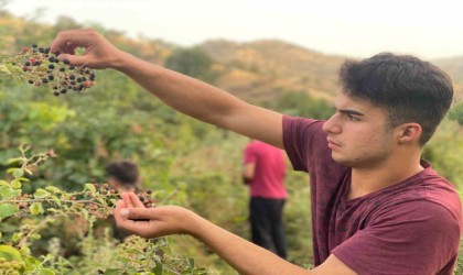 Derecikte böğürtlen toplama sezonu başladı