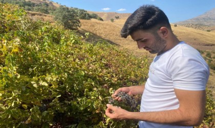 Derecikte külleme hastalığı, üzüm verimini olumsuz etkiledi