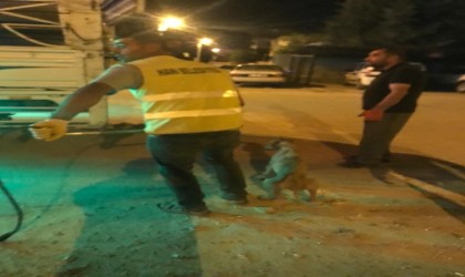 Diyarbakırda uyuz belirtisi gösteren 14 sokak hayvanı barınağa götürüldü