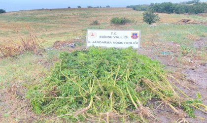 Edirnede ayçiçeği tarlasında 450 kök kenevir bitkisi ele geçirildi