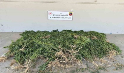 Evinin bahçesine kenevir eken kadın gözaltına alındı