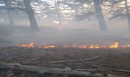 Feke de orman yangını