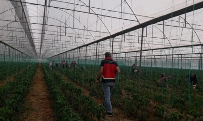 Gazipaşada Akdeniz meyve sineği ile mücadele başlatıldı