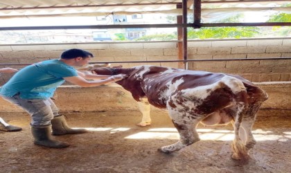 Gazipaşada şap aşısı yapılmaya başlandı
