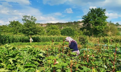 Gedizli köylüler ata tohumu özlemi çekiyor