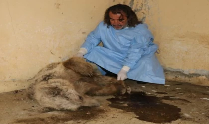 Hakkari’de bulunan ayı düşen kaya parçalarıyla değil, ateşli silahla yaralanmış