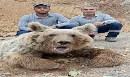 Hakkari’de dağdan kopan kaya parçalarıyla yaralanan ayı tedaviye alındı (2)- Yeniden