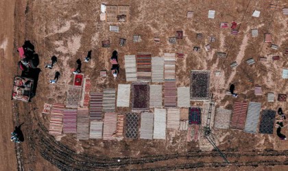 Halı tarlalarında güneşin soldurduğu milyonluk halıların hasatı başladı