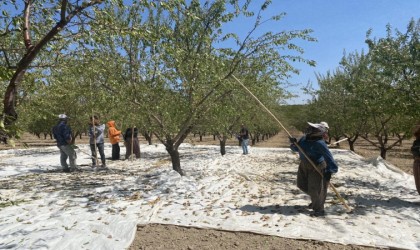 Hibe desteğiyle kurulan badem bahçesinde hasat başladı