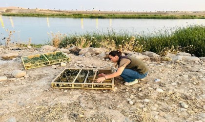 Iraktan Şırnaka yasa dışı yollarla getirilen bin 600 saka kuşu koruma altına alındı