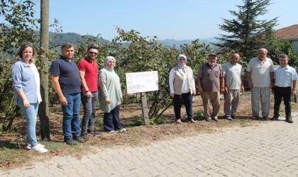 İyi tarım uygulamalarıyla üretilen fındığın hasadı başladı