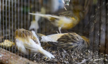 Kanarya ve papağan tahliyesinde 4 kuş öldü