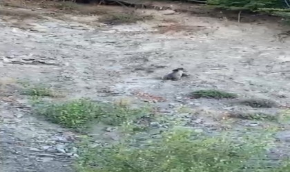 Kastamonuda yollara çıkan ayılar kamerada