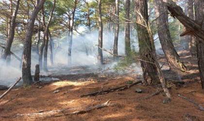 Kazdağlarında örtü yangını