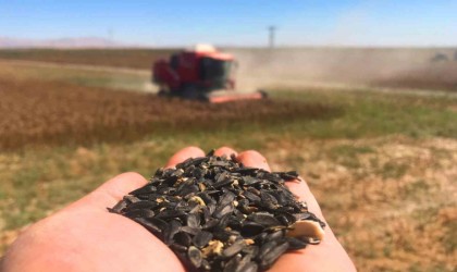 Konya Ovasında 640 bin dekarlık alanda ayçiçeği hasadı başladı