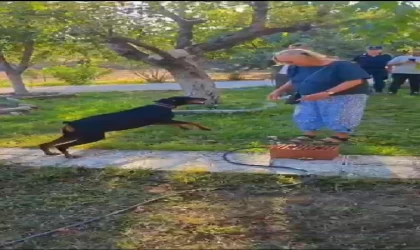 Korhan Berzeg’in 74 gün sonra evine dönen köpeği Tina, Angela Berzeg ile buluştu