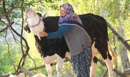 Köyde süt, yoğurt, peynir bulamaz oldular