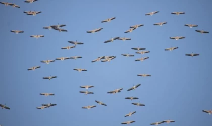 Kuşların Afrika’ya göçü Mersin üzerinden
