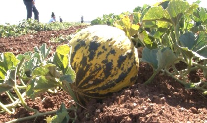 Kütahyanın meşhur Terziler kavunu tezgahlardaki yerini aldı