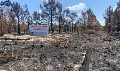 Louisiana’da orman yangınlarına soruşturma: Çıkış nedeni kundaklama