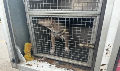 Mersinde 143 yasaklı ırk köpek bakımevine teslim edildi