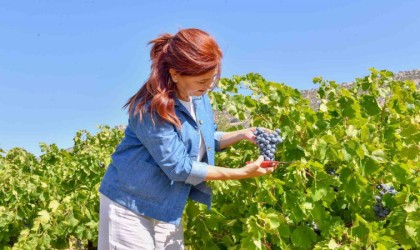 Mersinde patkara üzüm hasadı yapıldı