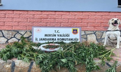 Mersinde uyuşturucu operasyonu: 2 gözaltı