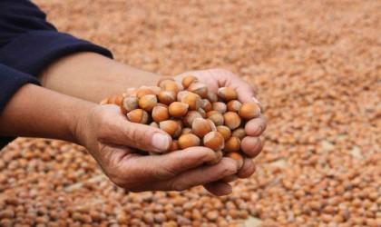 Orduda serbest piyasada fındık 100 lirayı aştı