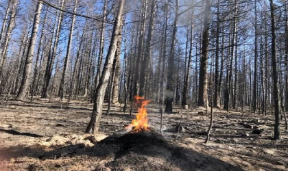 Ormanda biyolojik mücadelede kullanılan kırmızı karıncaların yuvası yangından kurtarıldı