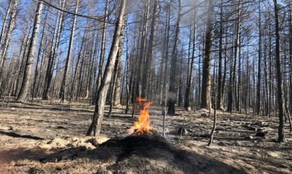 Ormanların biyolojik mücadele ajanları yangında kurtarıldı
