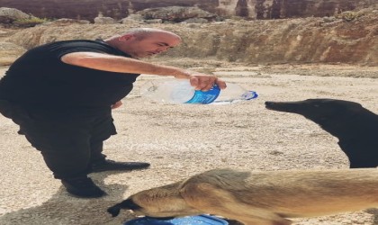 Otomobilindeki 5 litre suyu köpeklere elleriyle içirdi, duygusal anlar yaşandı
