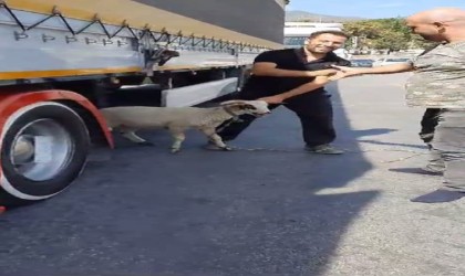 Sahibinin elinden kaçan koç kara yolunda dakikalarca koştu