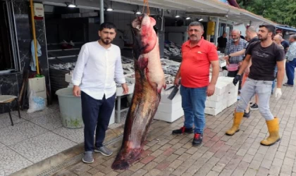 Samsun’da ağa takılan 2,5 metrelik yayın balığı, kilosu 120 TL’den satışta